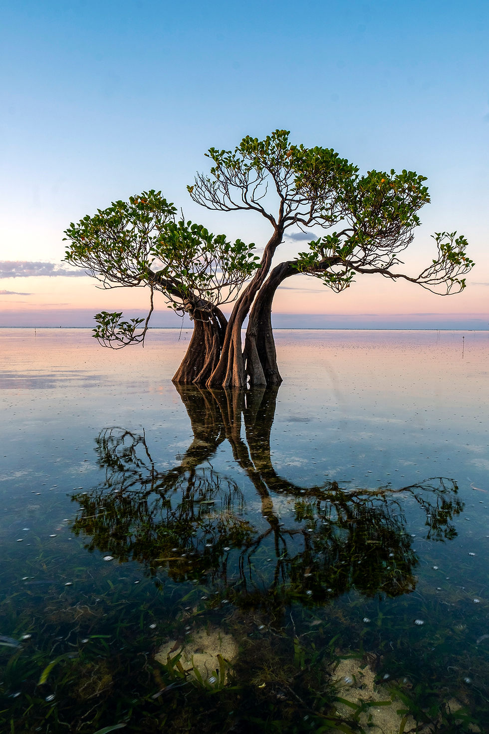 The State of the World’s Mangroves 2026