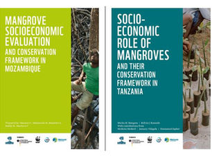 Socioeconomic Role of Mangroves