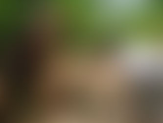 Uniting Global Mangrove Ambition