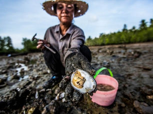 Mangroves for the Future