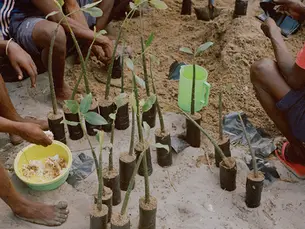 Tanzania’s Mangrove Guardians