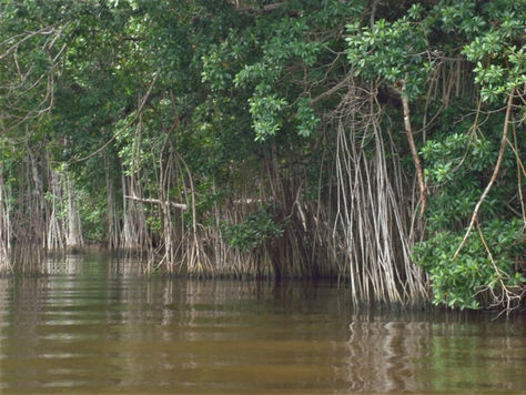 Colaboración Regional Para el Manejo de Manglares