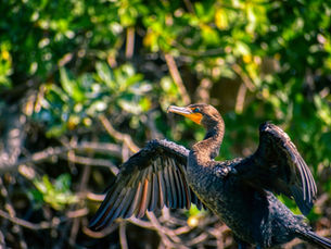 Mangroves and Shorebirds: A Delicate Coastal Balance