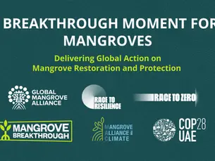 The Mangrove Breakthrough