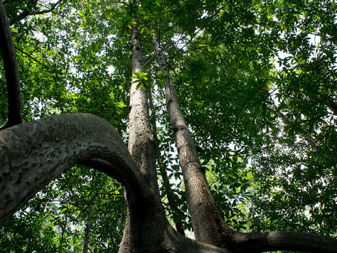Mangroves Make Great Conservation Allies