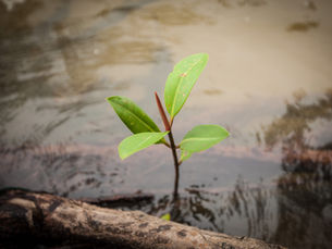 50 Years of Wetlands Conservation