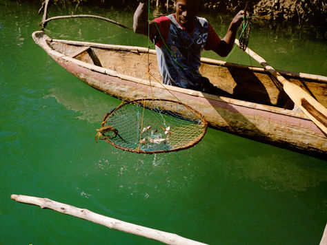How to Conserve Mangroves