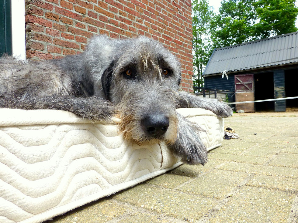 heerlijk bedje