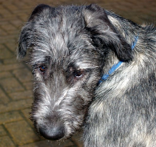 een echt puppy koppie