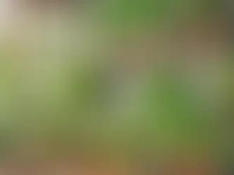                  10 Best Herbs to Grow in Your Kitchen