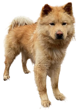 Untitled design(46).png