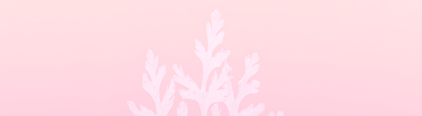 Pink Background.png