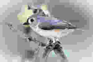 beautiful bird