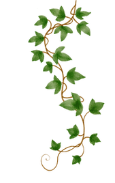 decorative ivy