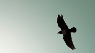 graphic design trends 2026