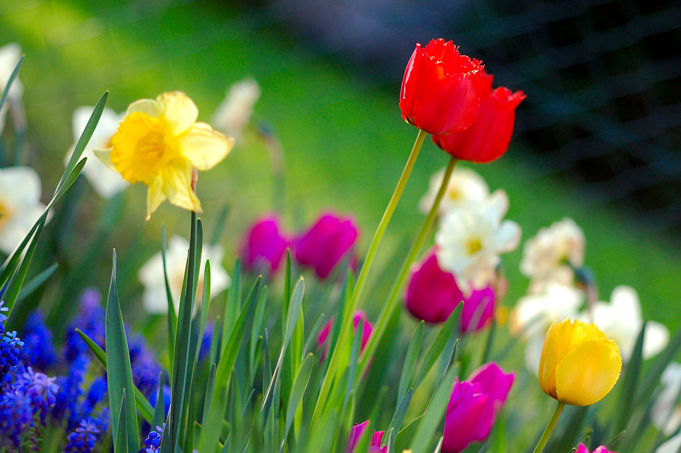 spring flowers