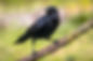 two crows color crow.jpg