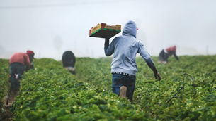 How Farming Shaped the French Lifestyle We See Today