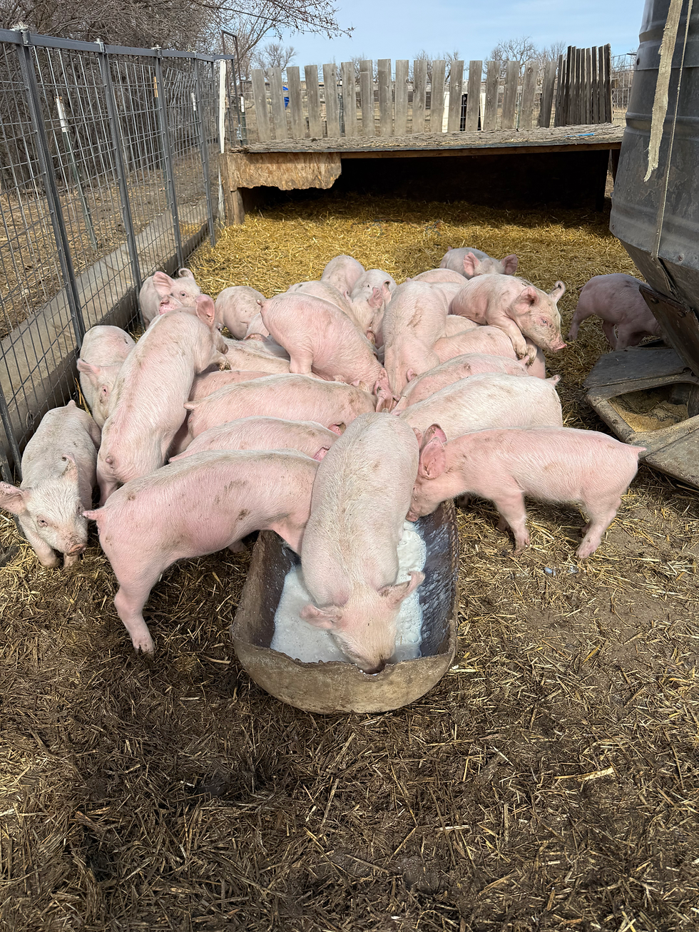 Thumbnail: Deposit for Corn/Milk Fed Pork