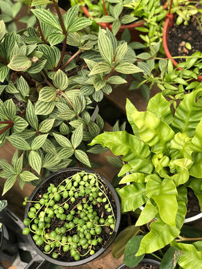 The trendy pearls...