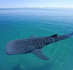 FB_IMG_1510740665016