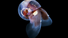 Pteropoda-Sea-butterfly-Limacina-helicin