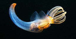 Pteropoda-Sea-angel-Clione-limacina-38.j