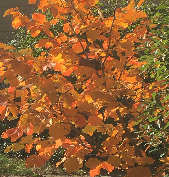 IMG_4769.JPEG