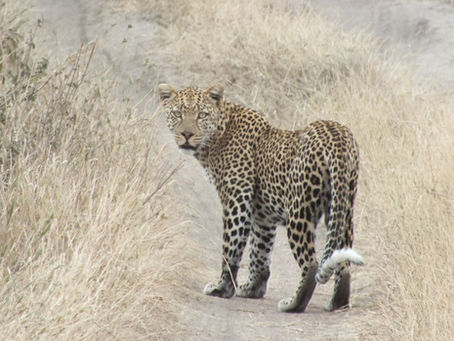 Op safari in Tanzania, afsluiten op Zanzibar