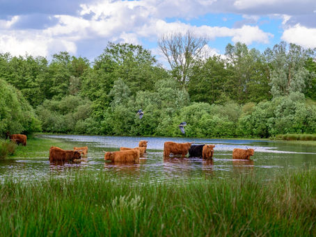 Grenzeloos genieten in wandelparadijs Witte Veen