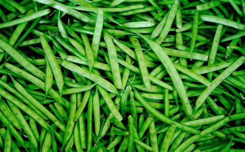 How-to-export-gaurgum-from-India-MHW-Overseas