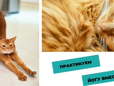 Даёшь йогу на всю сеть!