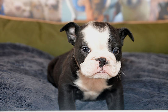 filhotes-de-bulldog-ingles-a-venda-preco-sp.jpeg