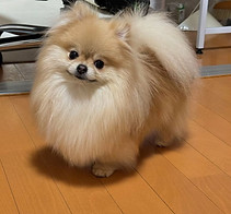 Lulu-da-pomerania-macho.jpg