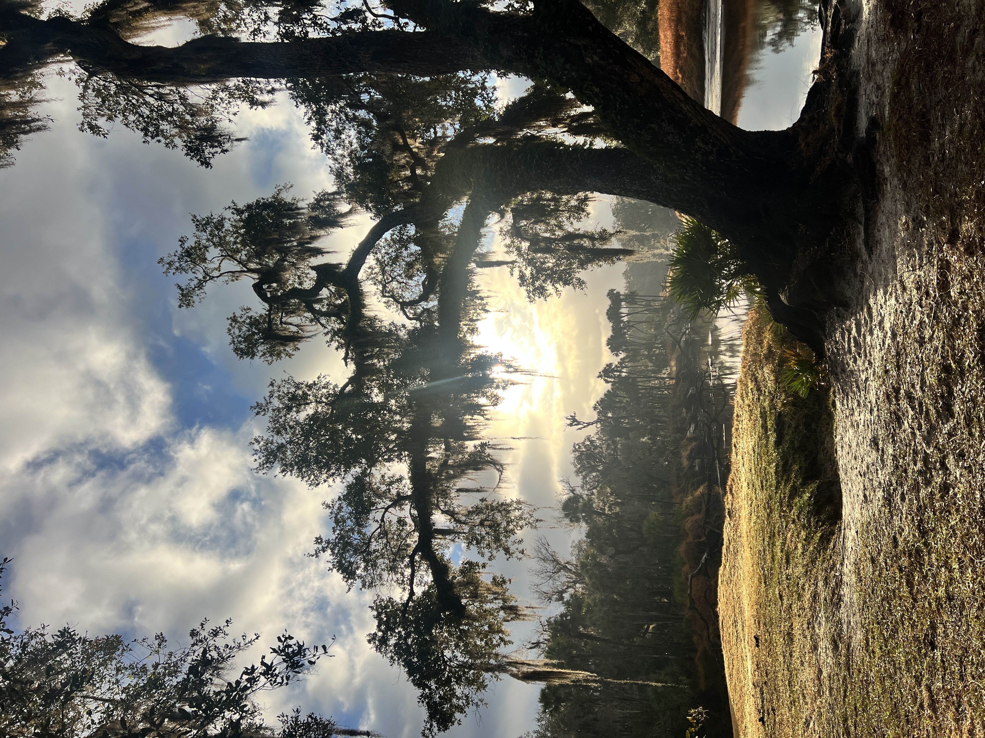 Morning light filtering through oak branches
