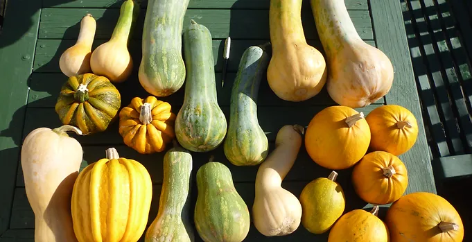 Harvest Festival Nlbc