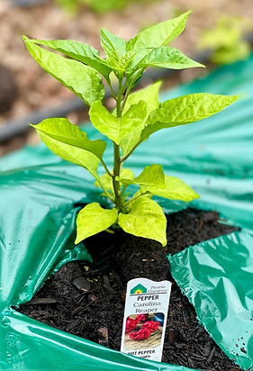 Carolina Reaper Growing