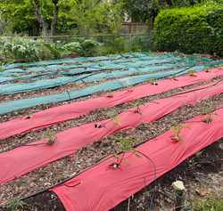 Screen Shot 2022-12-04 at 11.20.51 PM