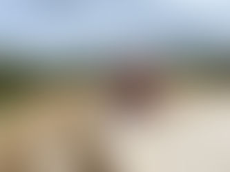 April on the Flower Farm