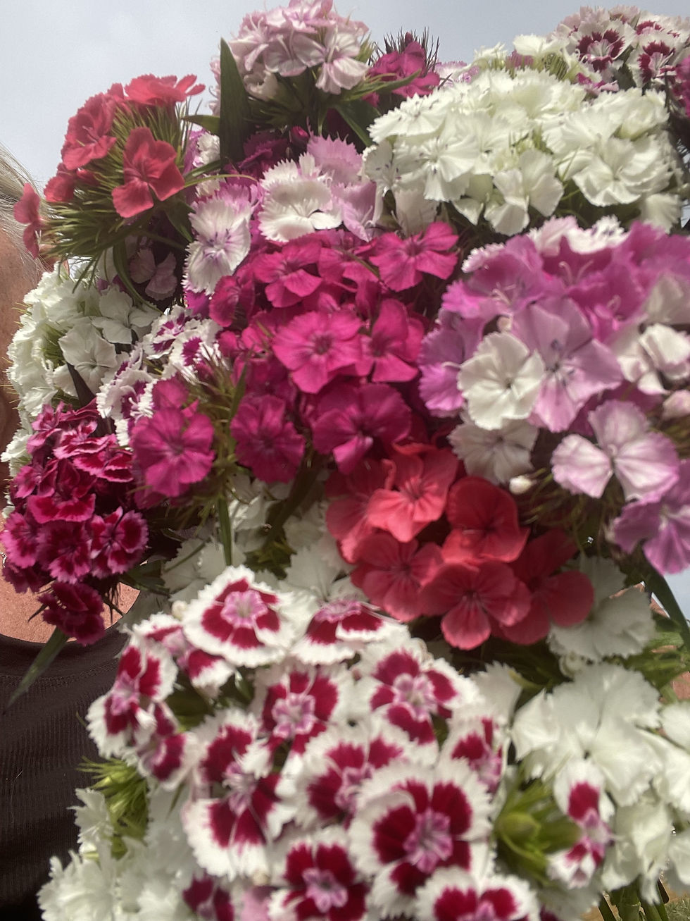 Intimate Pick Your Own Flowers session