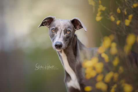 Whippet by dogsandtails.com - Sandra Helsocht