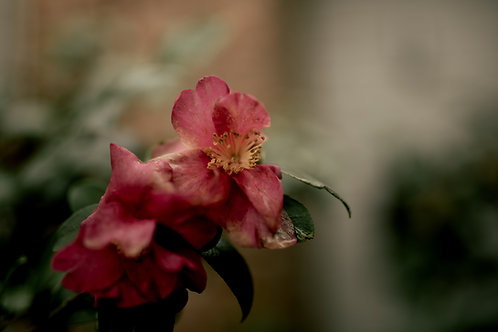 gardenia • 3