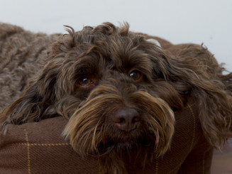 Canine Osteopathy