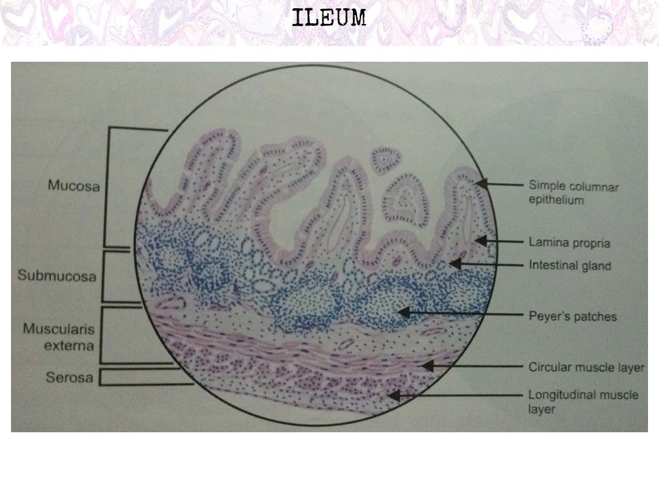 A Histology Tour of the GI Tract The Ileum