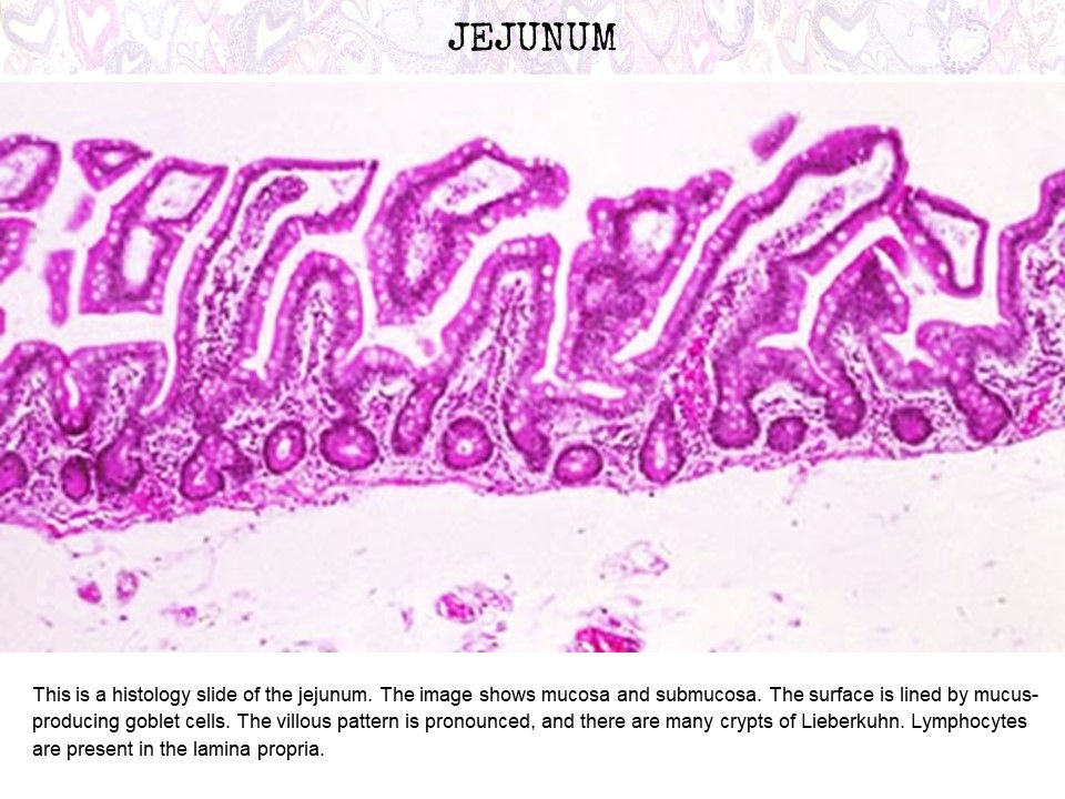 A Histology Tour of the GI Tract The Jejunum