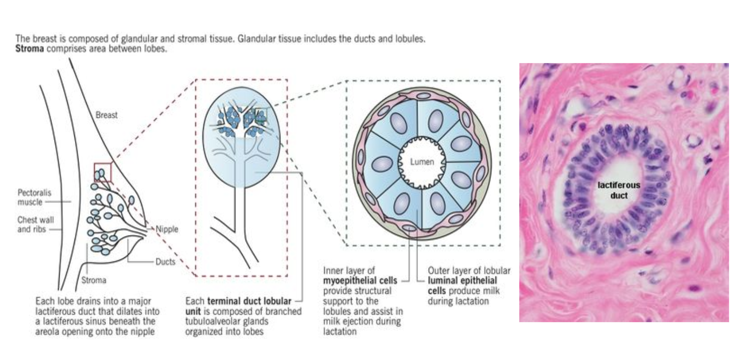 Breast Anatomy & Histology