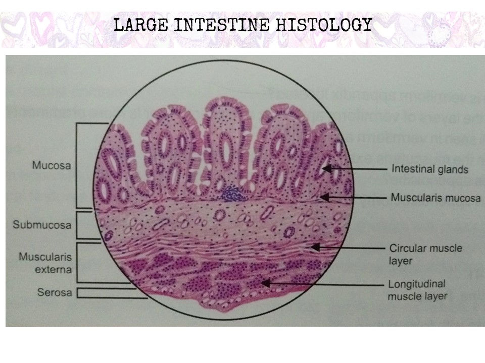 A Histology Tour of the GI Tract- The Colon, Rectum and Anus