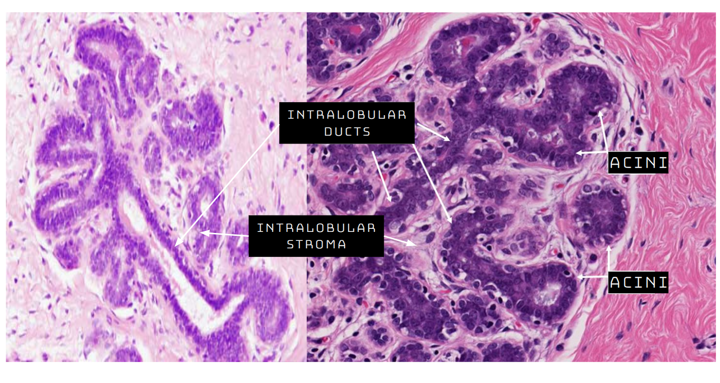 Breast Anatomy & Histology