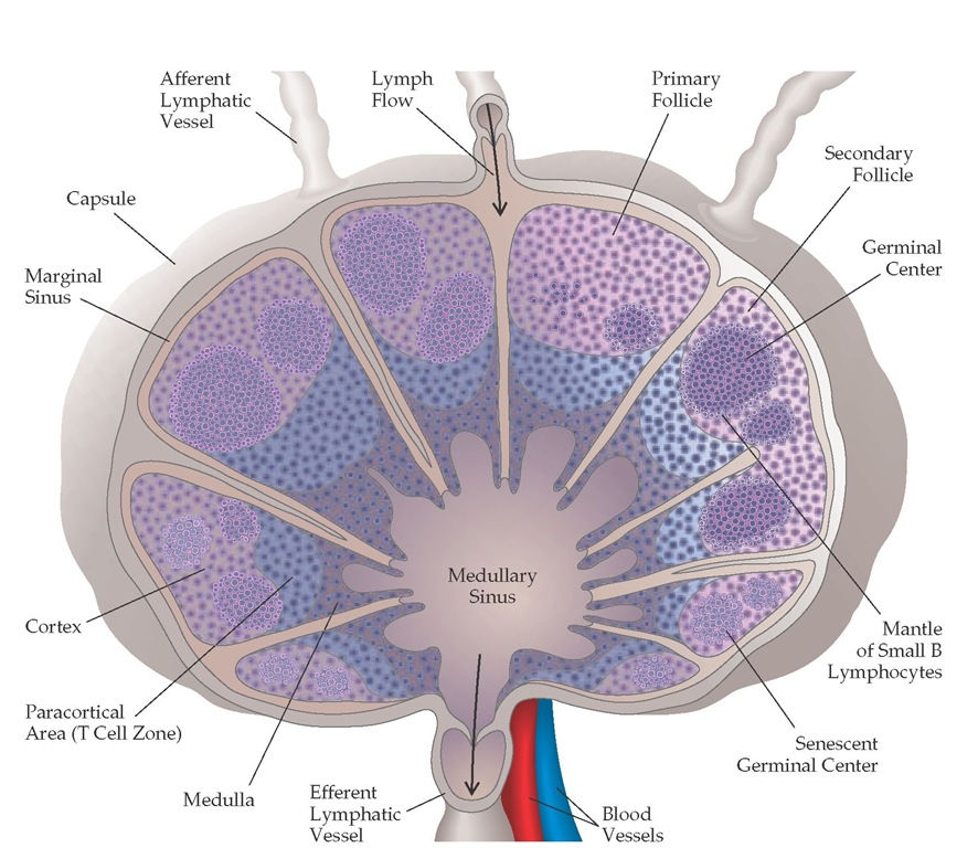 All About Lymph Node Follicles
