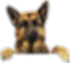 Carpet Cleaning Dural Carpet Cleaning Glenhaven Carpet Cleaning Rouse Hill Carpet Cleaning Baulkham Hills Carpet Cleaning Kellyville Carpet Cleaning Kellyville Ridge Carpet Cleaning The Ponds Carpet Cleaning West Pennant Hills Carpet Cleaning Bella Vista Carpet Cleaning Cherrybrook Carpet Cleaning Beaumont Hills Carpet Cleaning Kenthurst Carpet Cleaning Schofields Carpet Cleaning Parklea Carpet Cleaning Glenwood